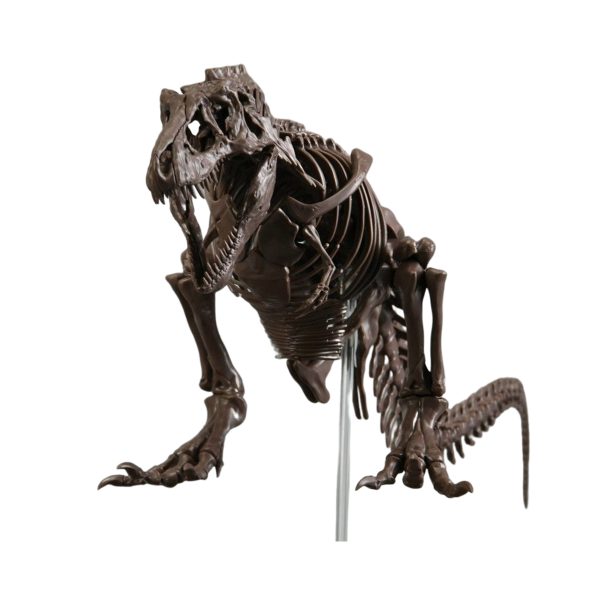 Tiranossauro Rex -Esqueleto- Model Kit Bandai 6