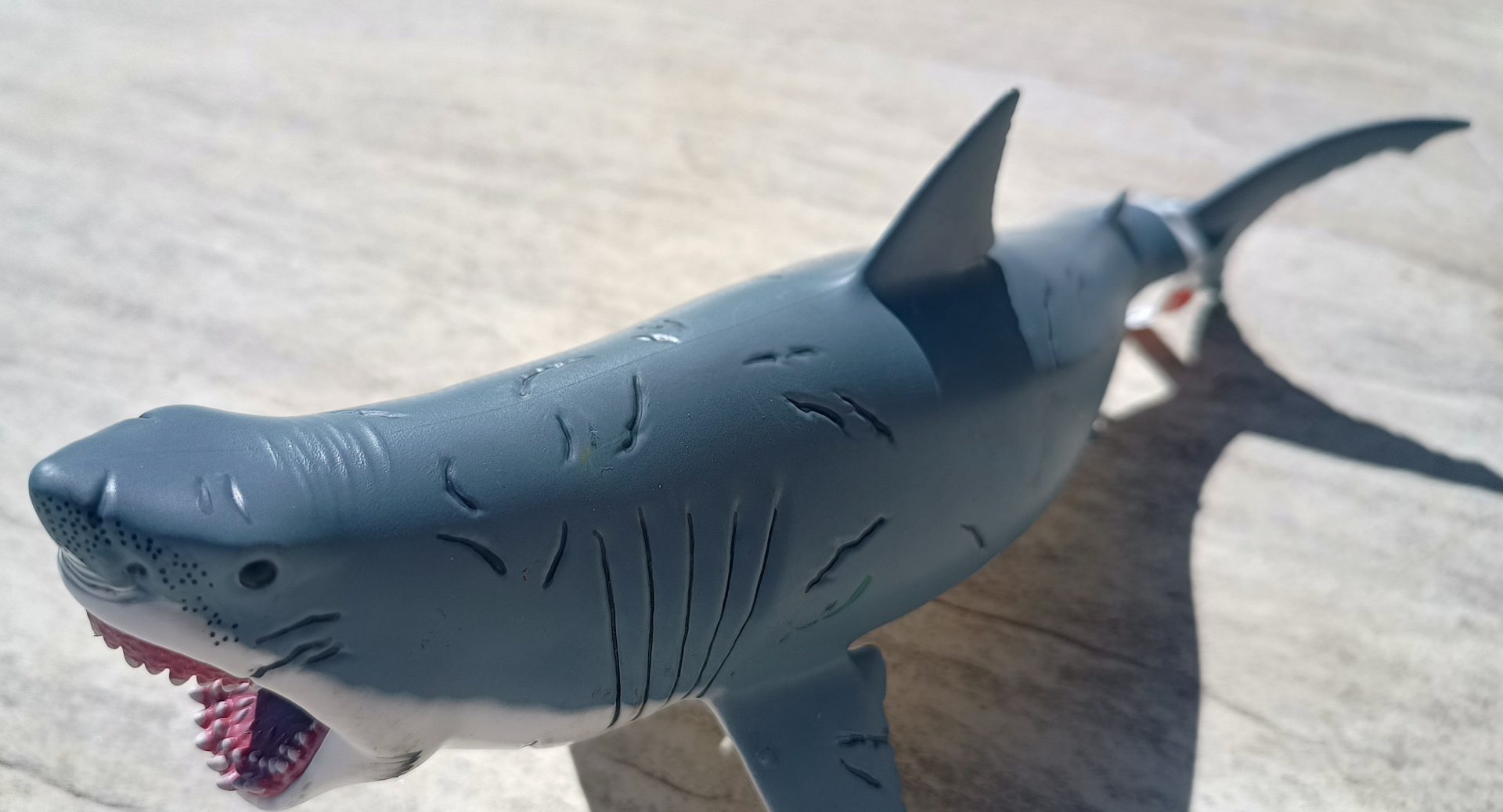 Dinossauro Megalodon Museum Model 6 Dinossauro Megalodon Museum Model - Imagem 6