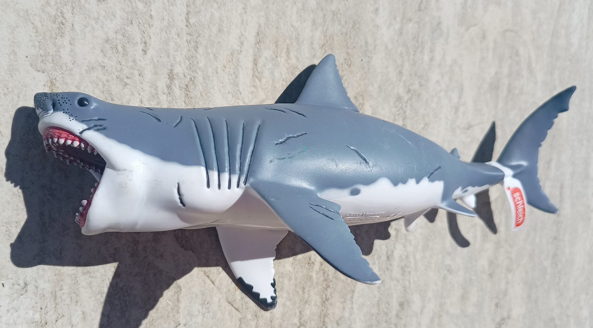 Dinossauro Megalodon Museum Model 8 Dinossauro Megalodon Museum Model - Imagem 8