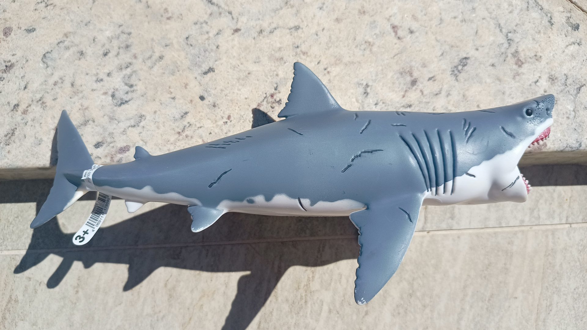 Dinossauro Megalodon Museum Model 2 Dinossauro Megalodon Museum Model - Imagem 2