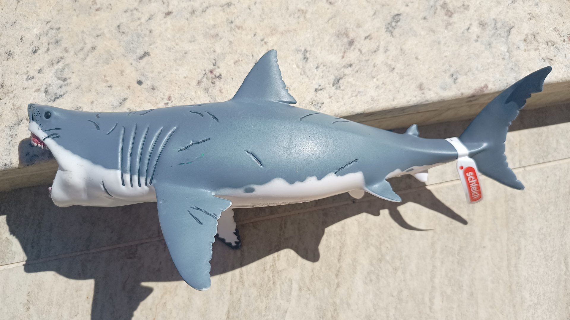 Dinossauro Megalodon Museum Model 3 Dinossauro Megalodon Museum Model - Imagem 3