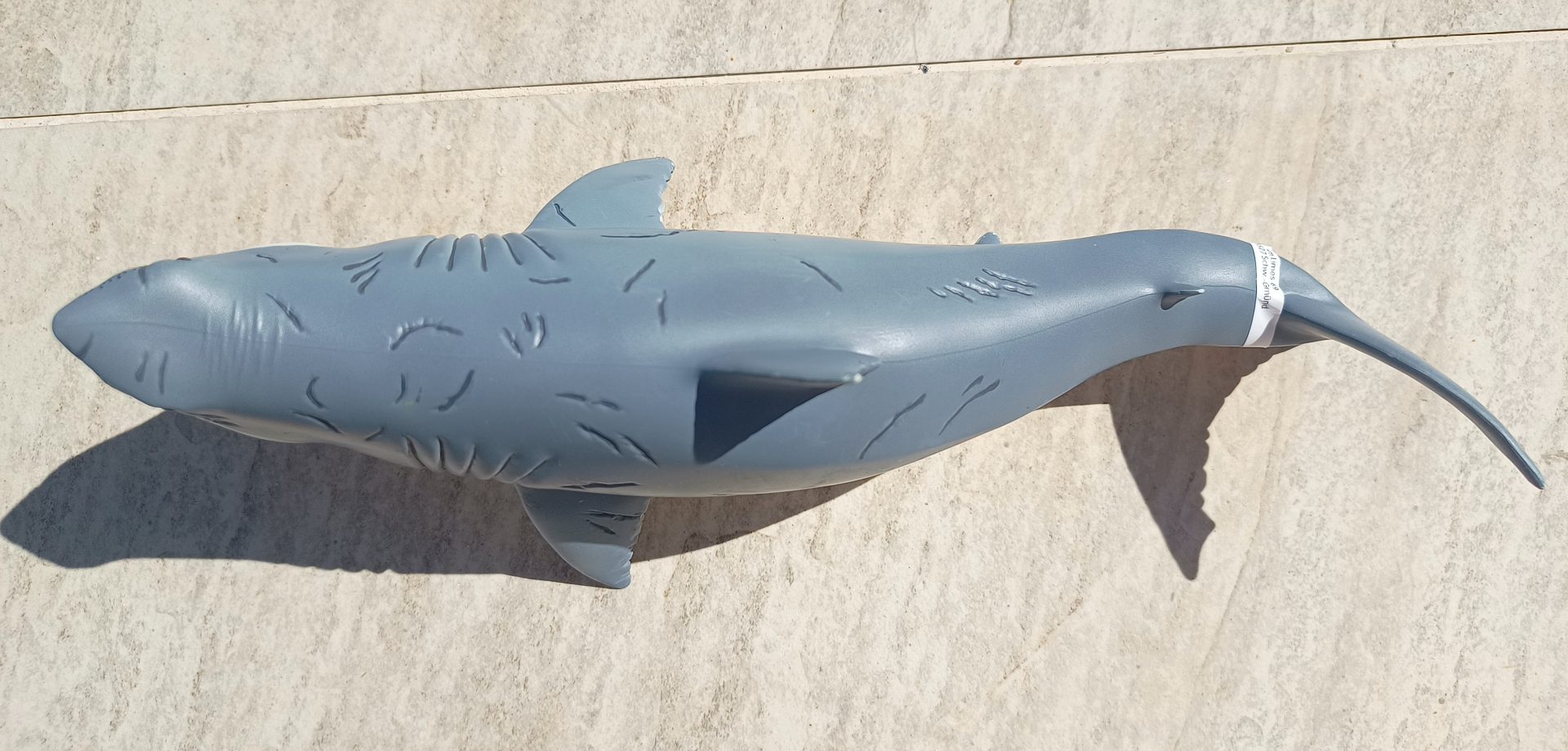 Dinossauro Megalodon Museum Model 9 Dinossauro Megalodon Museum Model - Imagem 9