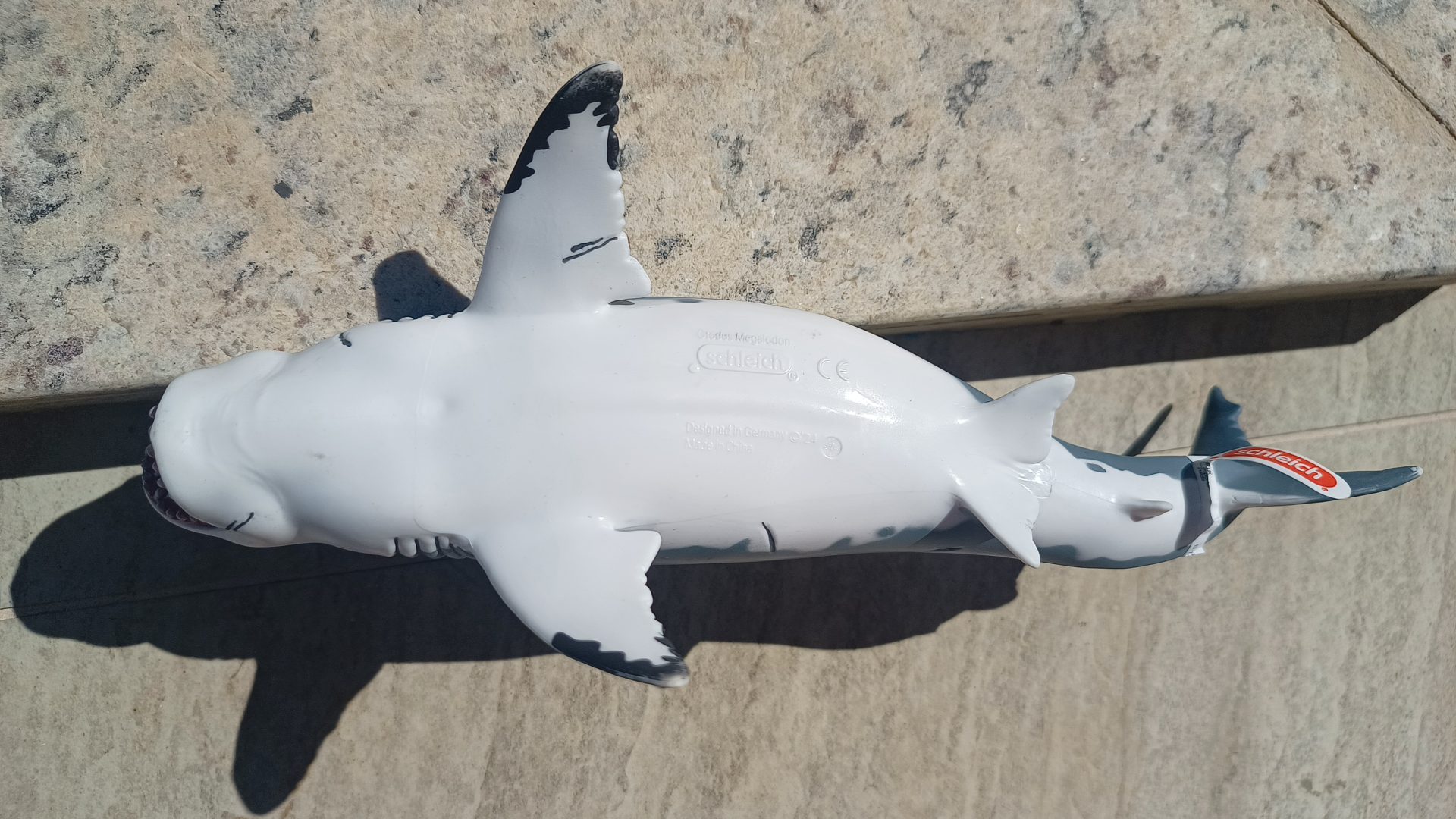 Dinossauro Megalodon Museum Model 11 Dinossauro Megalodon Museum Model - Imagem 11