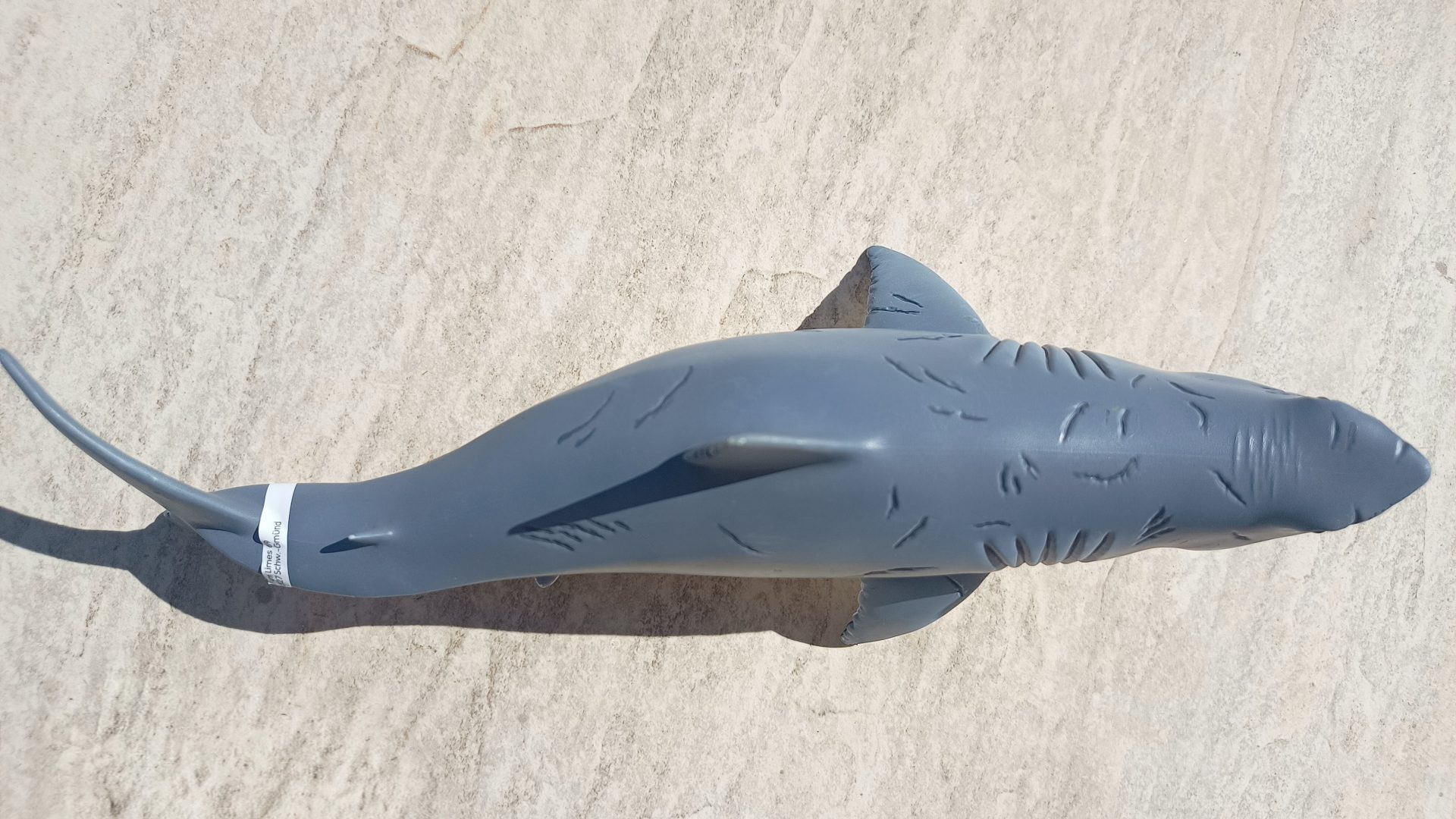 Dinossauro Megalodon Museum Model 10 Dinossauro Megalodon Museum Model - Imagem 10