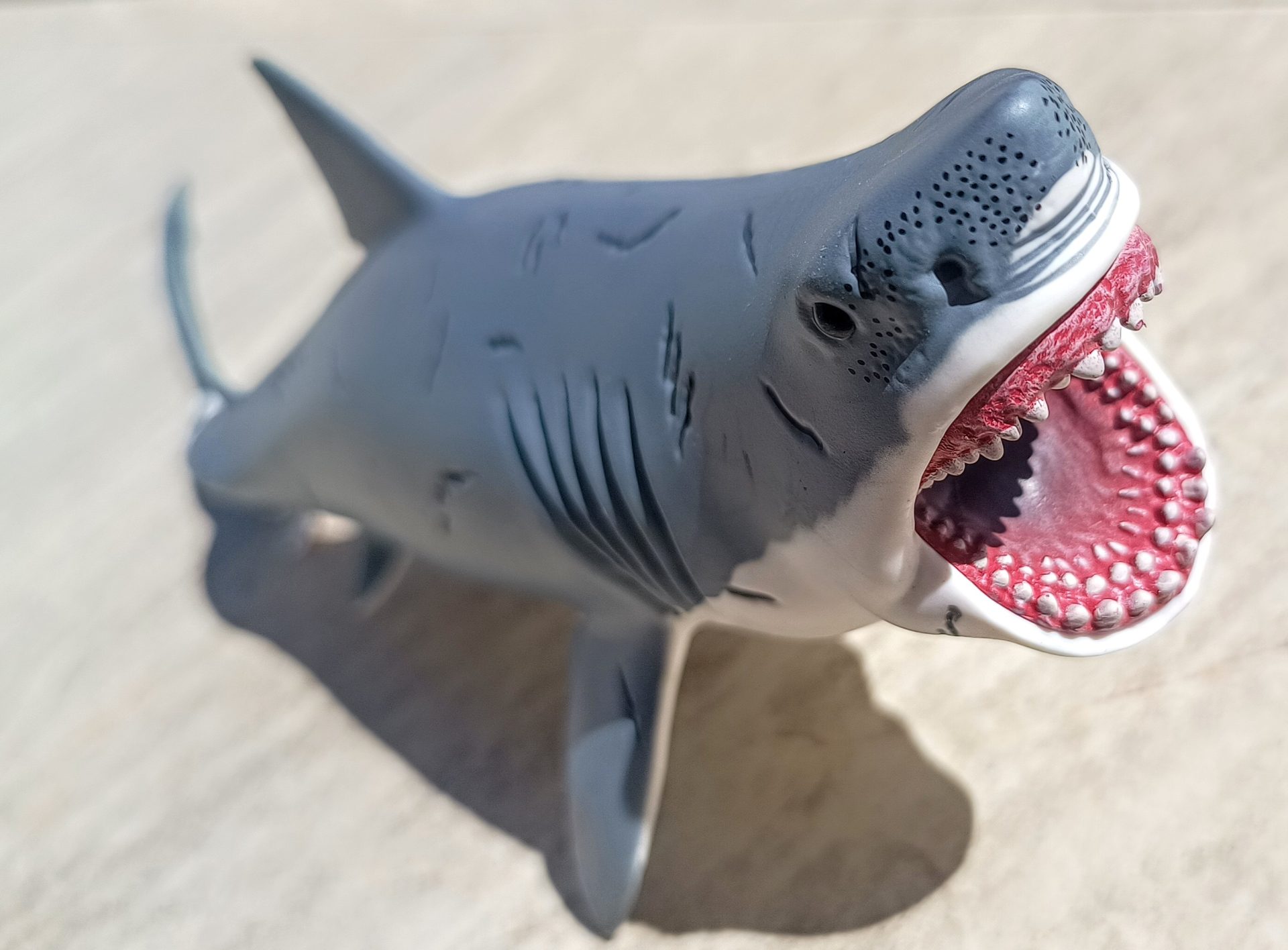 Dinossauro Megalodon Museum Model 7 Dinossauro Megalodon Museum Model - Imagem 7