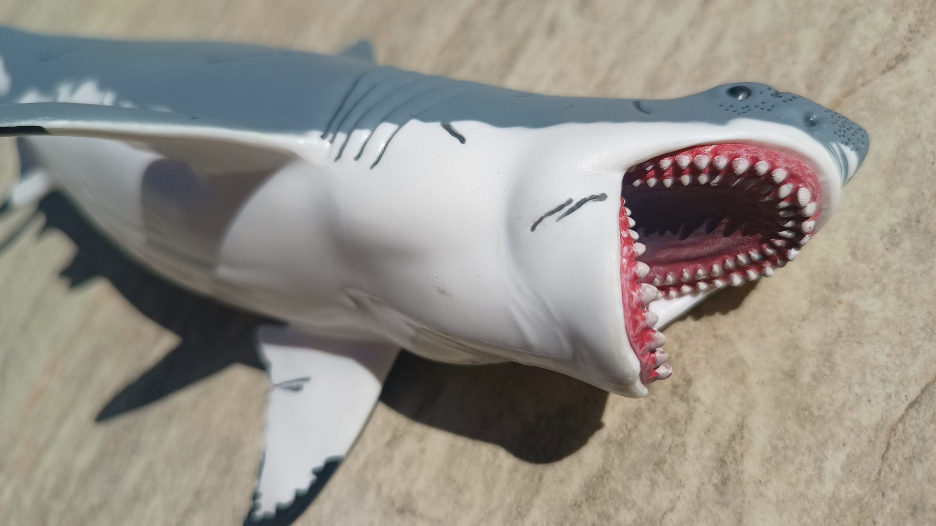 Dinossauro Megalodon Museum Model 15 Dinossauro Megalodon Museum Model - Imagem 15