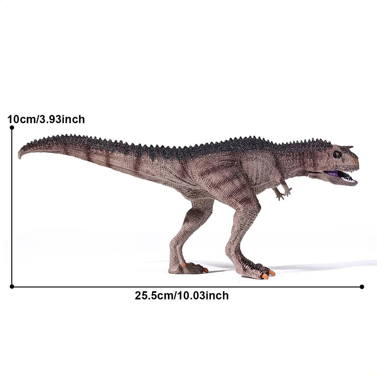 Dinossauro Carnotauro Museum Model 7 Dinossauro Carnotauro Museum Model - Imagem 7