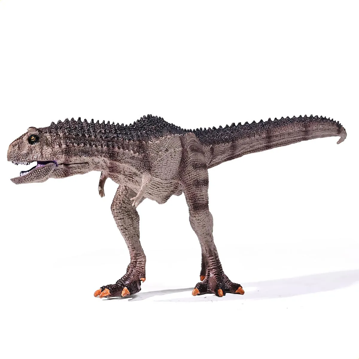 Dinossauro Carnotauro Museum Model 3 Dinossauro Carnotauro Museum Model - Imagem 3