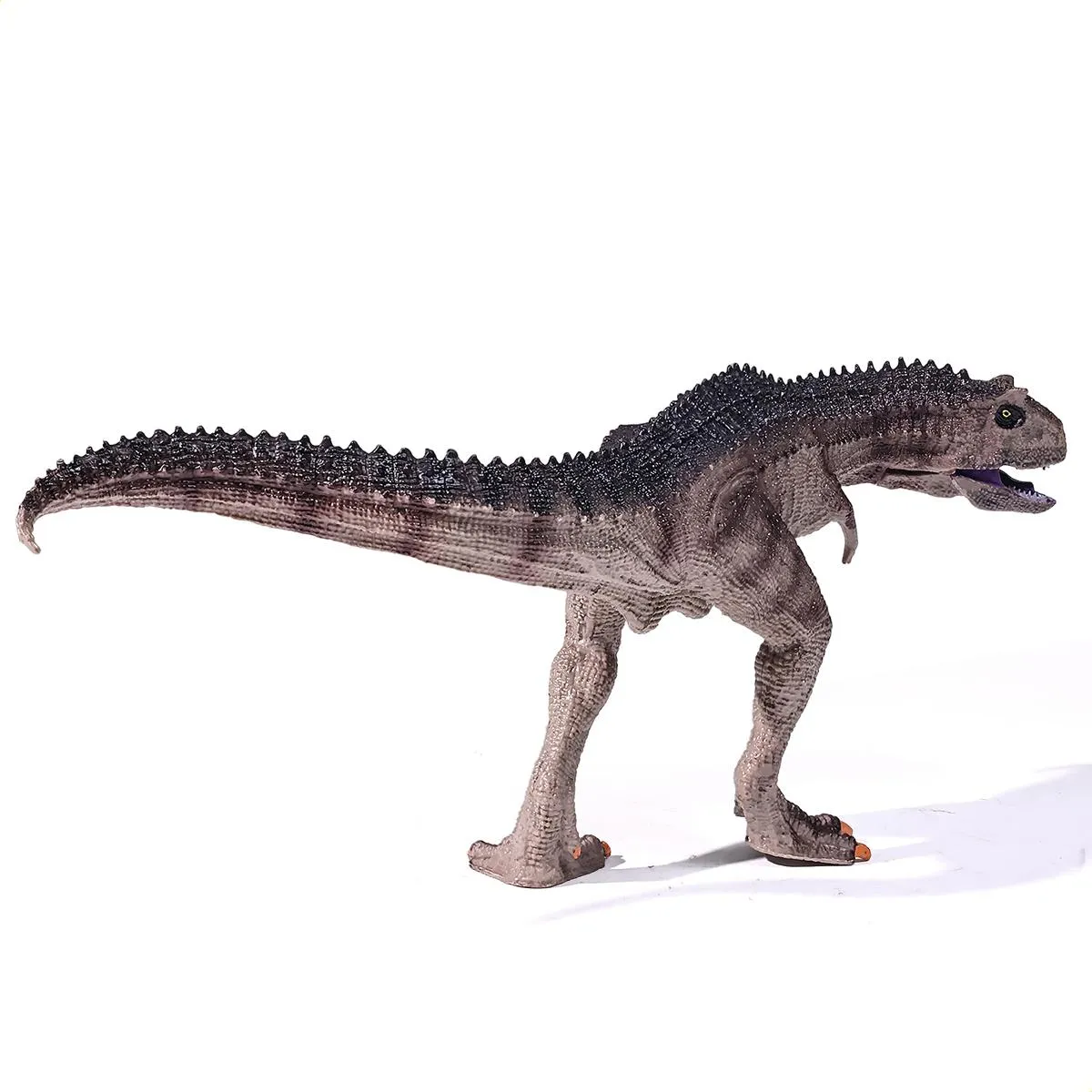 Dinossauro Carnotauro Museum Model 5 Dinossauro Carnotauro Museum Model - Imagem 5