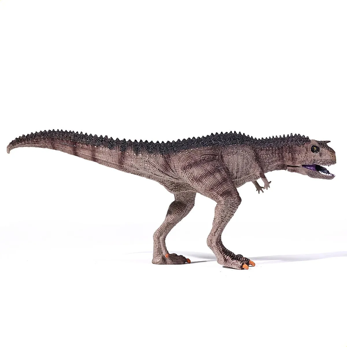 Dinossauro Carnotauro Museum Model 1 Dinossauro Carnotauro Museum Model