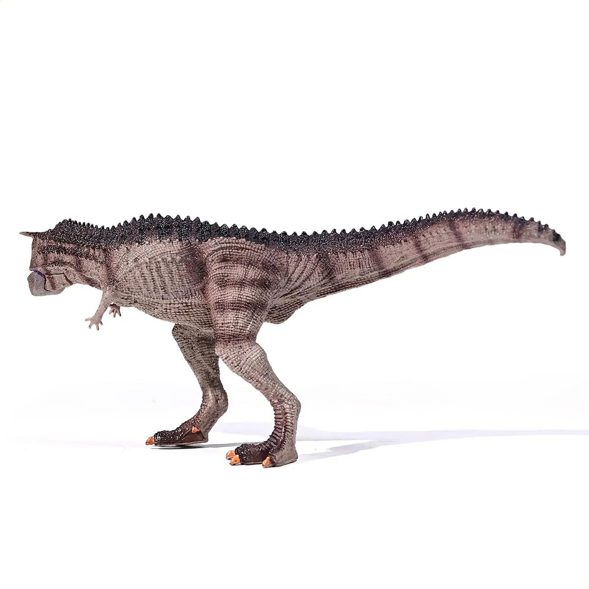 Dinossauro Carnotauro Museum Model 4 Dinossauro Carnotauro Museum Model - Imagem 4